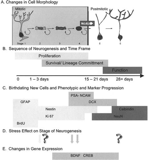 Neurogenesis function, location in the brain & how to increase neurogenesis