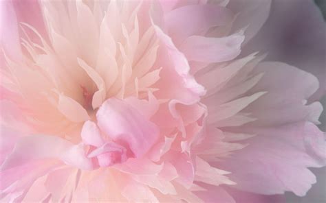 Pink Peony Wallpapers - Wallpaper Cave