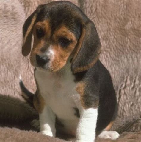 Miniature Beagle Puppies | Beagle Puppy