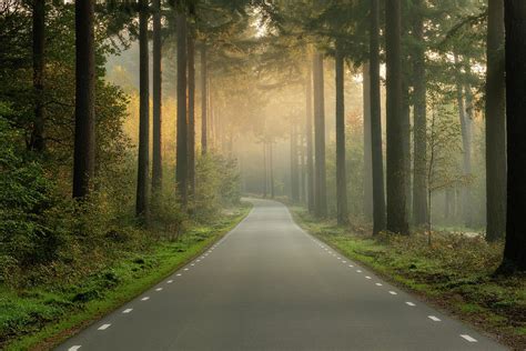 An empty road in the forest on an early morning Photograph by Anges Van der Logt | Fine Art America