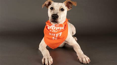 Puppy Bowl 2021: Meet the adorable stars of Team Fluff, Team Ruff | newscentermaine.com