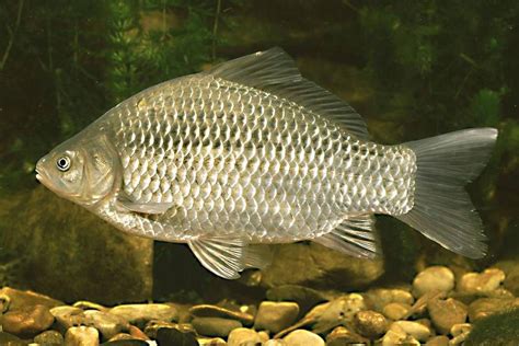 Prussian carp | Fish pet, Fish, Stock photos