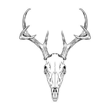 Deer Skull Drawing PNG Transparent Images Free Download | Vector Files ...