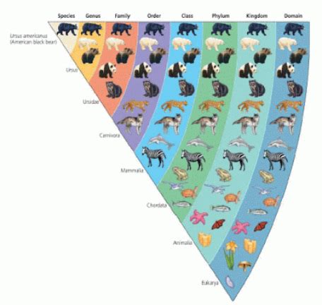 Evolution - AHS AP Bio Summer Assignment