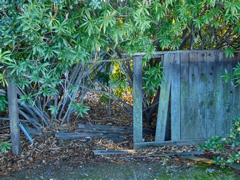 Broken Fence With Oleander 289 Free Stock Photo - Public Domain Pictures