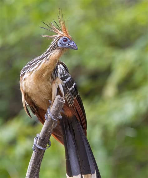 Hoatzin – Nature Travel Birding