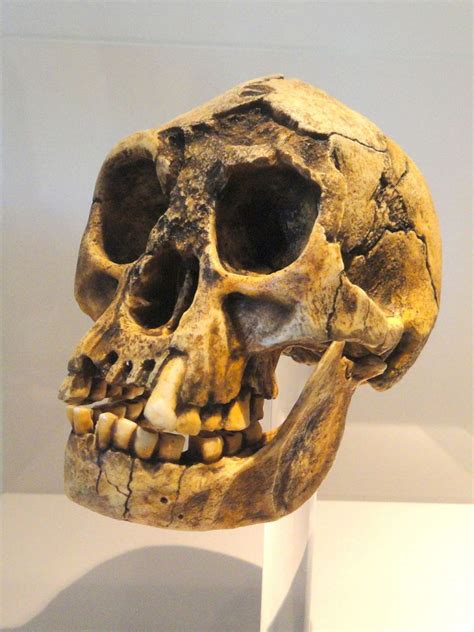 The Fossils Called Homo Floresiensis Were Dated to