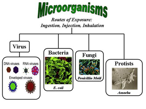 Science: Types of Microorganisms