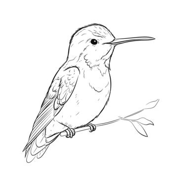 Hummingbird Is Drawn In Black And White Outline Sketch Drawing Vector, Humming Bird Drawing ...