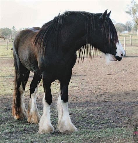 shire horse for sale nsw - Milda Kent