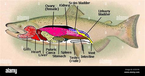 Internal salmon anatomy Stock Photo - Alamy