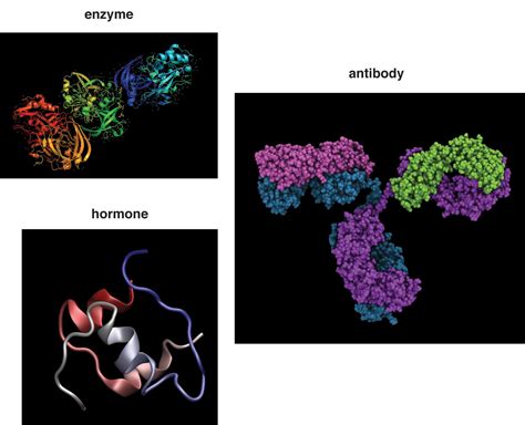 6.3: Protein Functions - Medicine LibreTexts