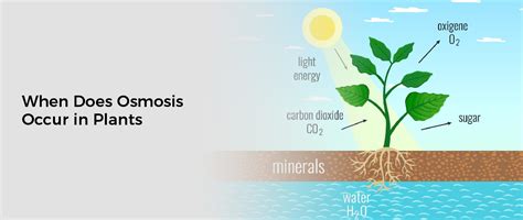 When Does Osmosis Occur in Plants