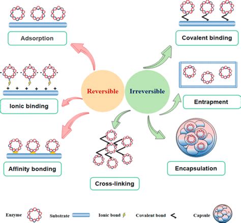 Enzyme Immobilization Definition, Methods, Advantages,, 42% OFF