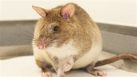 Scientists tackle breeding challenges of land mine-finding rats | Cornell Chronicle