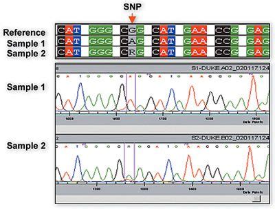 Genotyping and SNP Analysis