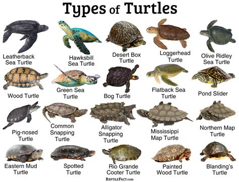 Turtles: Facts and List of Different Types with Pictures