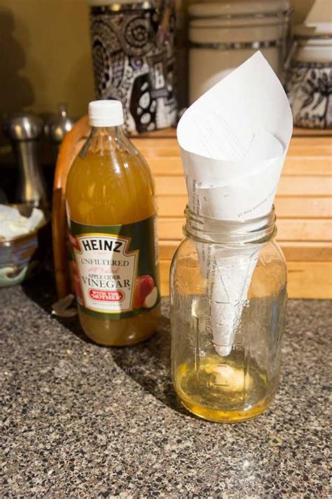 How To Get Rid Of Flies | 13 Natural And Homemade Fly Repellents ...
