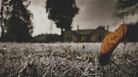 1440x900px | free download | HD wallpaper: low saturation, selective coloring, photography ...
