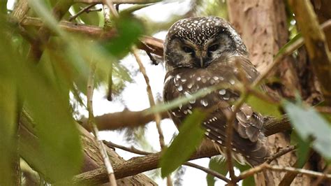 Boreal Owl | Audubon Field Guide