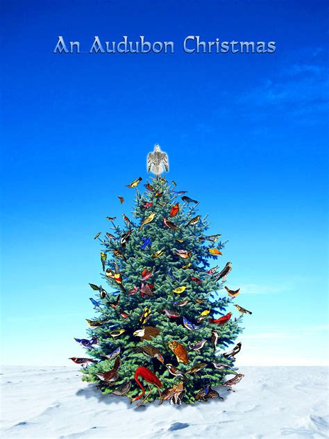 Audubon Christmas Card Photograph by Ric Soulen - Fine Art America