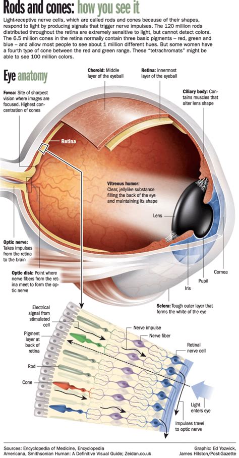 Scientific Details of Tetrachromatic Color Vision | Diseases of the eye, Psychology, Bones and ...