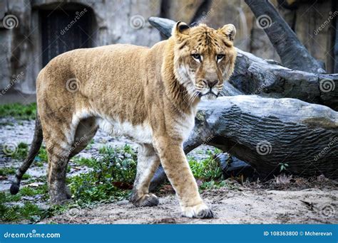 White Liger for a Walk in the Zoo Aviary. Ligr. a Hybrid of a Lion and ...