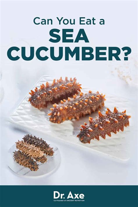 Benefits of Eating Sea Cucumber, Plus Nutrition Facts - Dr. Axe