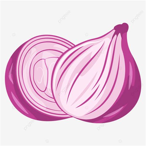 Red Onion Vector Image, Onion, Vector, Vegetables PNG and Vector with ...