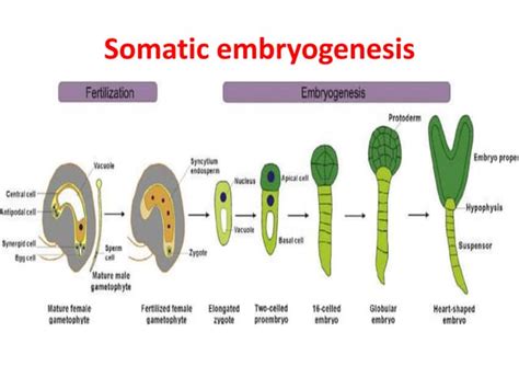 Somatic embryogenesis | PPT