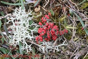 Lichen photo WP02852