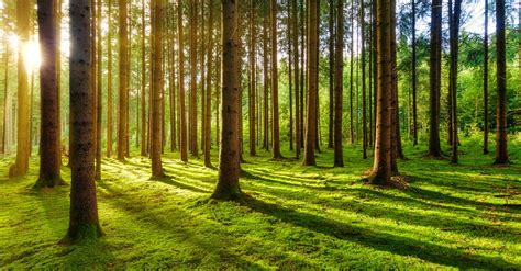 Summer morning in calm forest · Free Stock Photo