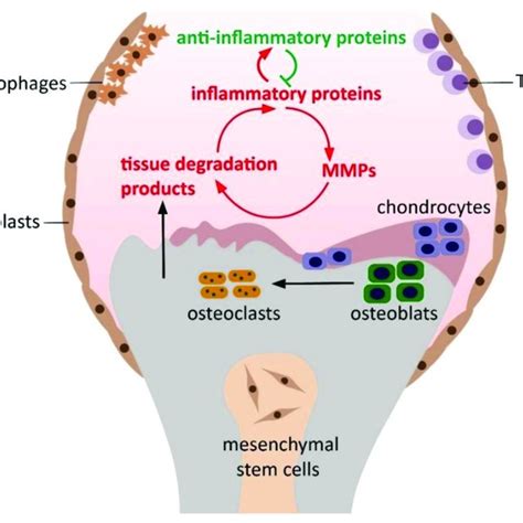 Pathogenesis of osteoarthritis, including the progression of the... | Download Scientific Diagram