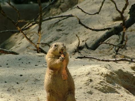 Signs Of Groundhog Damage In Your Yard