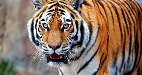 Colorful Tiger 4k Ultra Hd Wallpaper - Philadelphia Zoo (#1933208) - HD ...