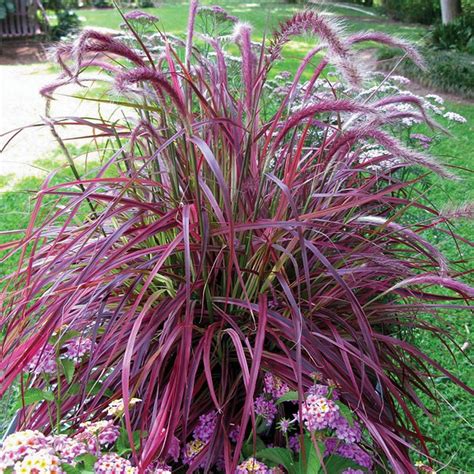 Pennisetum x advena 'Fireworks' | Thompson & Morgan