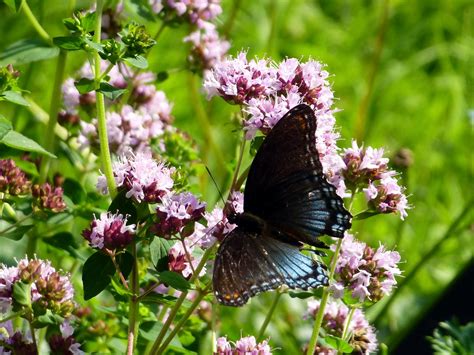 Red-spotted Purple butterfly on oregano flowers | Ali Eminov | Flickr