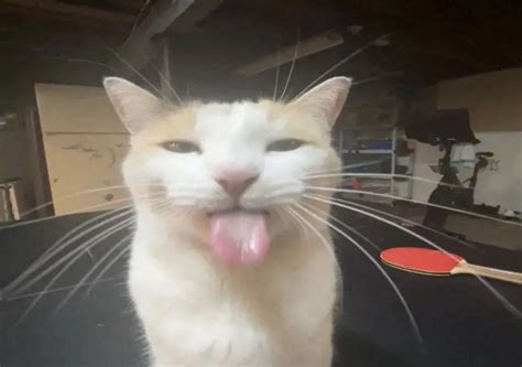 cat sticking out its tongue | Silly cats pictures, Silly cats, Pretty cats