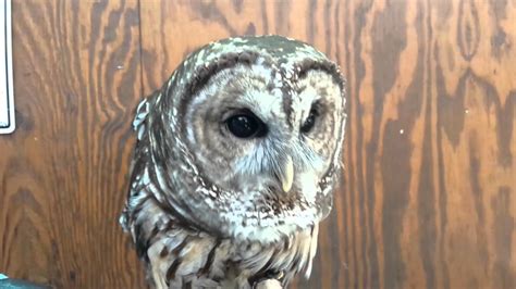 Barred Owl Hooting - YouTube