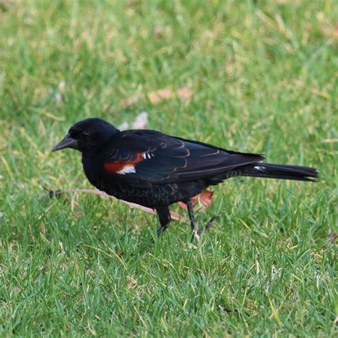 Tricolored Blackbird | Department of Biology | CSUSB