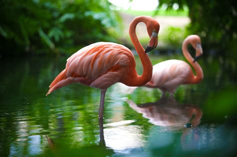 flamingo desktop hd pics, HD Wallpaper | Rare Gallery