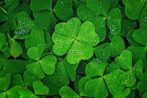 Four-Leaf Clovers: Meaning, Odds of Finding One - Parade