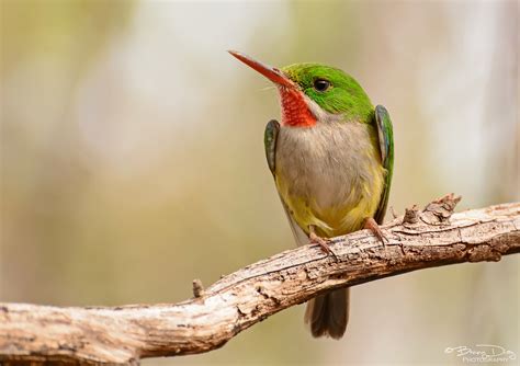 San Pedrito (Todus mexicanus) | (Puerto Rican Tody) | zaidserrot | Flickr