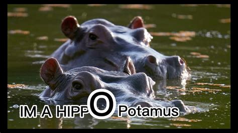 Hippopotamus Song (lyrics) by Oscar Isaac (Moonknight) feat hippo - YouTube