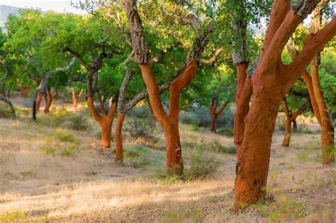 Walk on the Alentejo Cork Forest with Optional Lunch | GetYourGuide