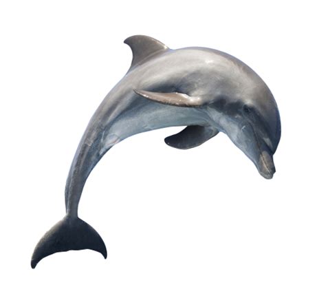 Dolphin PNG Transparent Image - PngPix