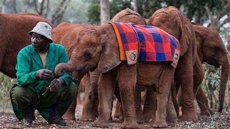 A Visit to the David Sheldrick Wildlife Trust in Nairobi - Discover Walks Blog