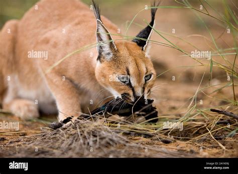 Caracal hunting hi-res stock photography and images - Alamy