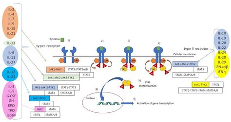 Biomolecules | Free Full-Text | JAK-Inhibitors for the Treatment of ...