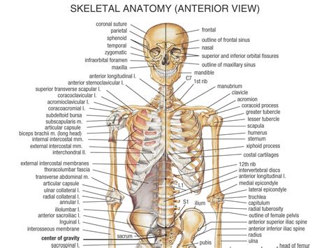 Human Anatomy Wallpaper (54+ images)